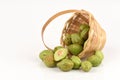 Myrobalan Wood (Terminalia chebula Retz. Var. Chebula). Fruits. Royalty Free Stock Photo