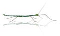 Myronides Sp, stick insect