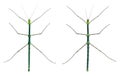 Myronides Sp, stick insects Royalty Free Stock Photo
