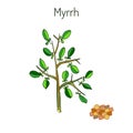 Myrrh Royalty Free Stock Photo