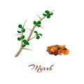 Myrrh. Commiphora myrrha. Royalty Free Stock Photo