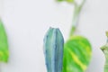 Myrtillocactus Geometrizans ,Cactus or Myrtillocactus Royalty Free Stock Photo