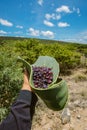 Myrtillocactus geometrizans Garambullo fruits in hand in Mexico Royalty Free Stock Photo