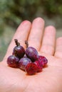 Myrtillocactus geometrizans Garambullo fruits in hand in Mexico Royalty Free Stock Photo