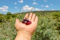 Myrtillocactus geometrizans Garambullo fruits in hand in Mexico Royalty Free Stock Photo