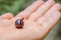 Myrtillocactus geometrizans Garambullo fruits in hand in Mexico Royalty Free Stock Photo