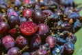 Myrtillocactus geometrizans Garambullo fruits in Mexico Royalty Free Stock Photo