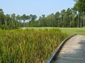 Myrtle Beach Golf course Royalty Free Stock Photo