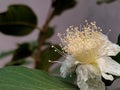 Myrtle,campomanesia,common guava flower Royalty Free Stock Photo