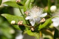 Myrtle flowers