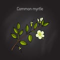 Myrtle or Myrtus communis
