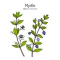 Myrtle Myrtus communis , medicinal plant