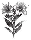 Myrtle or Myrtus communis, vintage engraved illustration