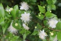 Myrtle, myrtus, myrthen, common myrtle Royalty Free Stock Photo