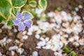 Myrtle Periwinkle flower in the field isolated with blurred background