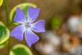 Myrtle Periwinkle flower in the field isolated with blurred background