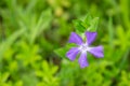 Myrtle Periwinkle flower in the field isolated with blurred background