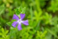 Myrtle Periwinkle flower in the field isolated with blurred background