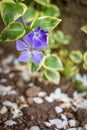 Myrtle Periwinkle flowers in the field isolated with blurred background