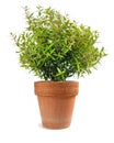 Myrtle plant in a vase