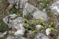 Myrtle spurge (Euphorbia myrsinites)