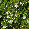 Myrtus