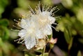 Myrtus communis `Compacta Variegata`, Variegated compact Myrtle