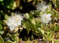 Myrtus communis `Compacta Variegata`, Variegated compact Myrtle