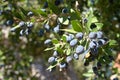 Myrtus communis with fruits, the Common myrtle