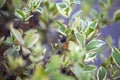 A Myrtus communis Myrtle plant with berries in nature Royalty Free Stock Photo
