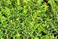 Myrtus Communis plant in the garden