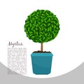 Myrtus plant in pot banner