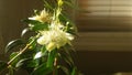 Myrtus Plant Blossoming in Bright Sunrise Light in Front of Window.