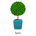 Myrtus plant in pot Royalty Free Stock Photo