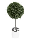 Myrtus topiary tree