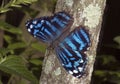 Myscelia Butterfly