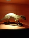 Myself family of mammals related distantly to ferrets