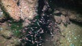 Mysida sp. A flock of small crustaceans, Mysida between rocks in the Black Sea
