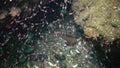 Mysida sp. A flock of small crustaceans, Mysida between rocks in the Black Sea