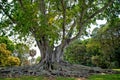 Mysore Fig Tree