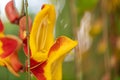 Mysore trumpetvine, Thunbergia mysorensis, close-up yellow flower Royalty Free Stock Photo