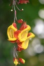 Mysore trumpetvine Thunbergia mysorensis, close-up of yellow-red flowers Royalty Free Stock Photo