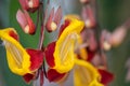 Mysore trumpetvine, Thunbergia mysorensis, flowering Royalty Free Stock Photo