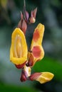 Mysore trumpetvine thunbergia mysorensis Royalty Free Stock Photo