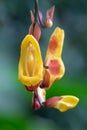 Mysore trumpetvine thunbergia mysorensis Royalty Free Stock Photo