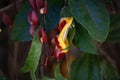 Mysore trumpetvine, Thunbergia mysorensis Royalty Free Stock Photo