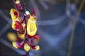 Mysore trumpetvine, Thunbergia mysorensis Royalty Free Stock Photo