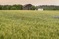 Mysterious abandoned lonely wooden house on a horizont behind green wheat field in summer Royalty Free Stock Photo