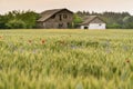 Mysterious abandoned lonely wooden house out of focus  on a horizont behind green wheat field in summer Royalty Free Stock Photo