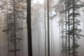 Mysterious autumn Europian Forest with dark atmosfere with fog, Czech Republic